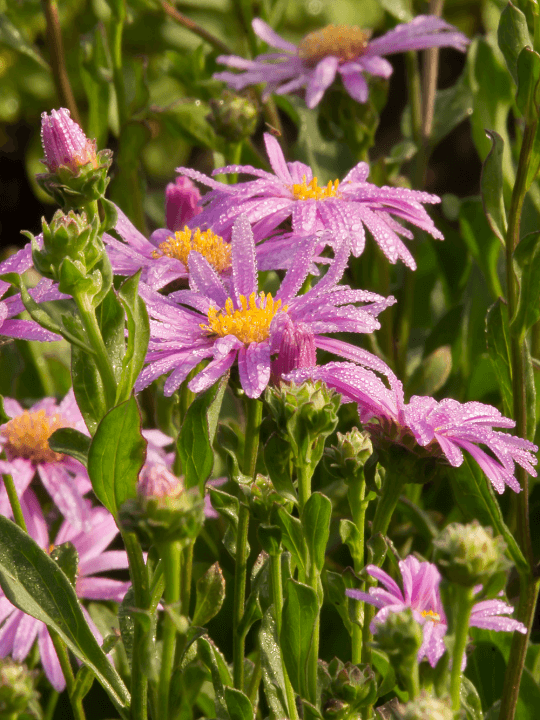 Aster amellus Rosa Erfullung